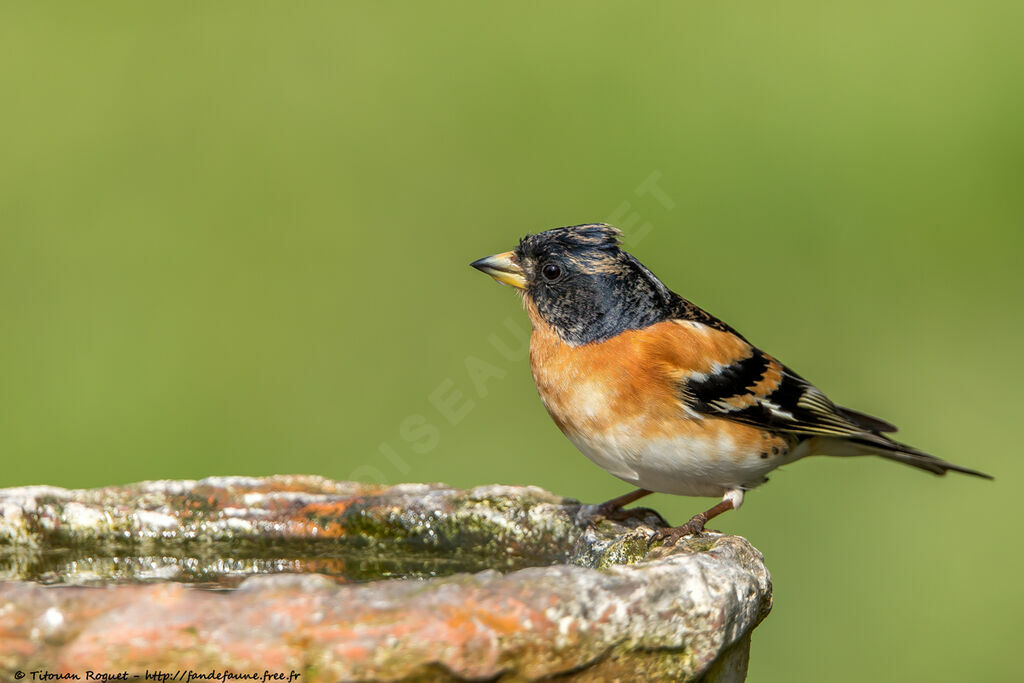 Brambling male adult transition, drinks