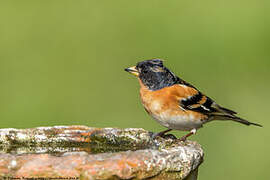 Brambling