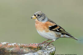 Brambling