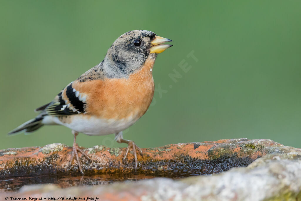 Pinson du Nord mâle, identification