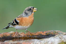 Brambling