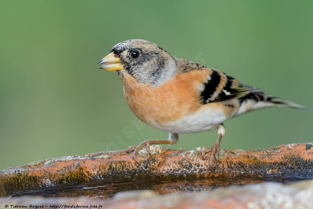 Pinson du Nord mâle, identification