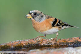 Brambling