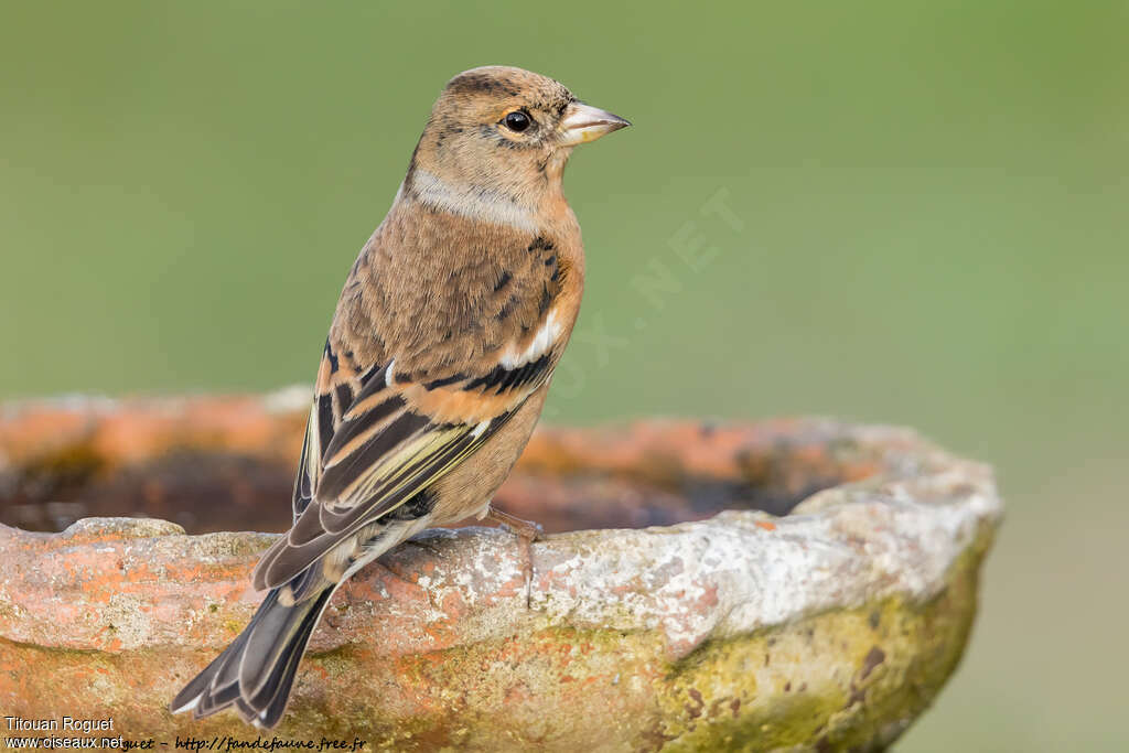 Brambling female adult post breeding, identification, pigmentation