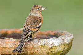 Brambling