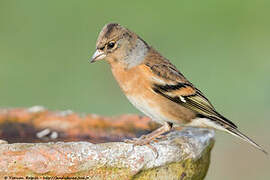 Brambling