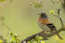 Brambling