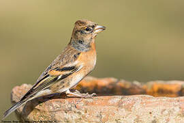 Brambling