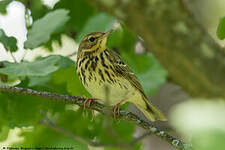 Pipit des arbres