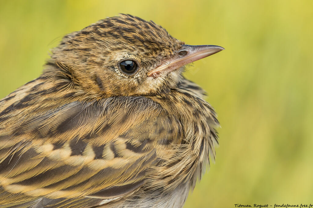 Tree Pipit