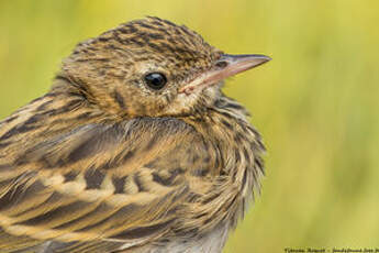 Pipit des arbres