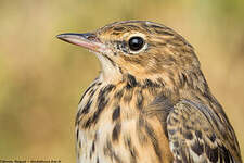 Pipit des arbres