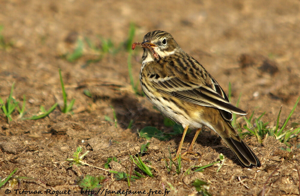 Pipit farlouse, identification, mange