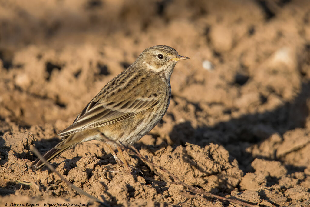 Pipit farlouse, identification, marche