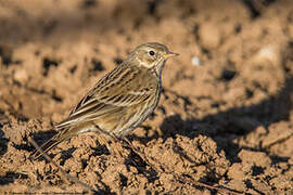 Meadow Pipit