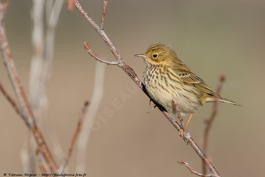 Pipit farlouse