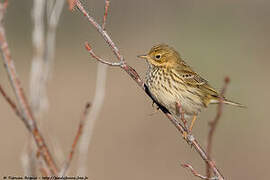 Pipit farlouse