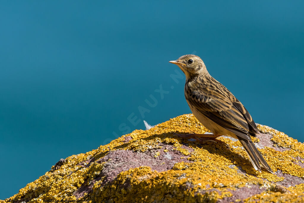 Pipit farlouse