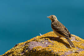 Meadow Pipit