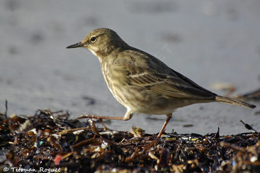 European Rock Pipit, identification, walking