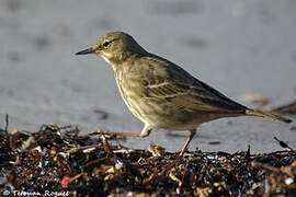 Eurasian Rock Pipit