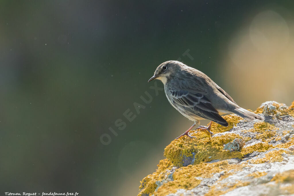 Eurasian Rock Pipit