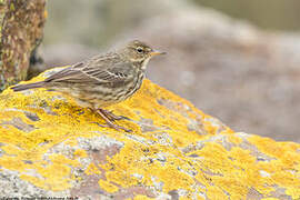 Eurasian Rock Pipit