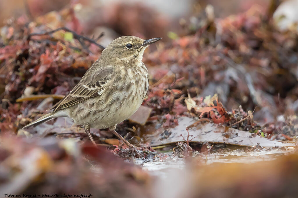 European Rock Pipit