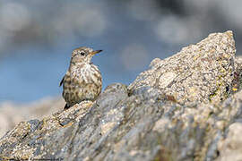 European Rock Pipit