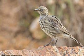 European Rock Pipit