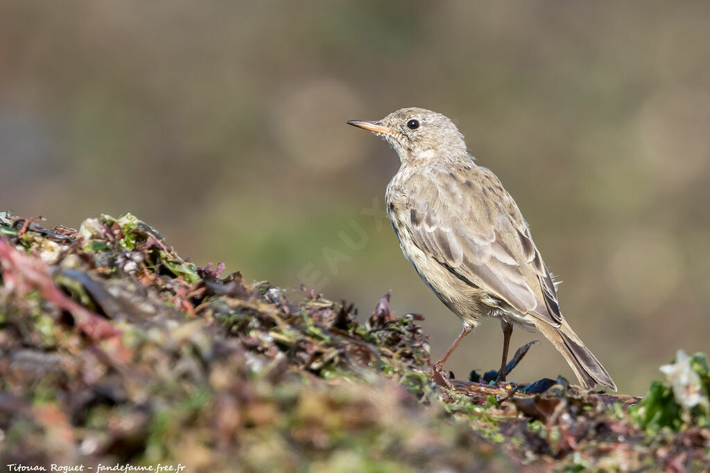 European Rock Pipit