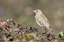 European Rock Pipit