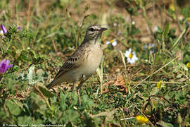 Tawny Pipit