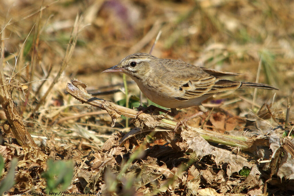 Pipit rousseline, identification