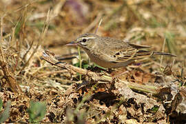 Tawny Pipit