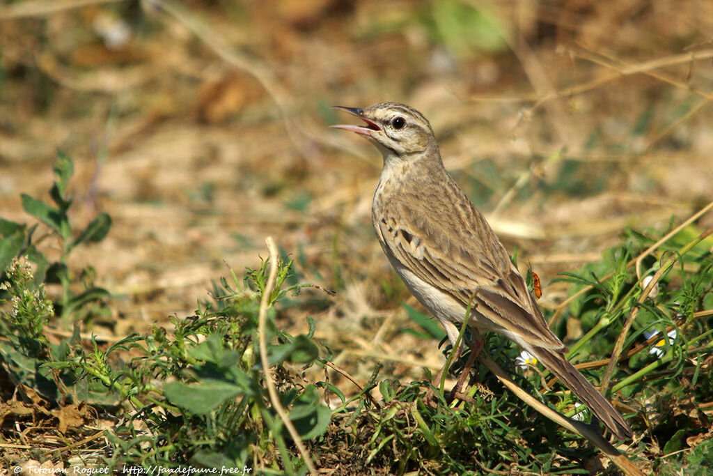 Pipit rousseline, identification