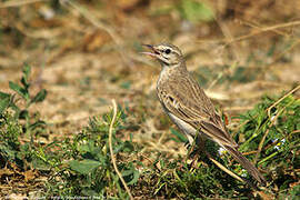 Tawny Pipit