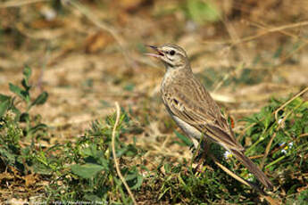 Pipit rousseline