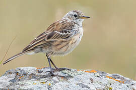 Pipit spioncelle