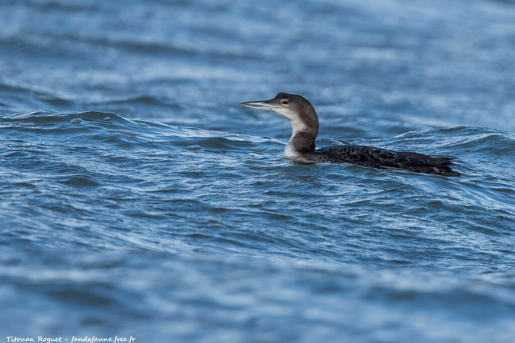 Plongeon imbrin, identification