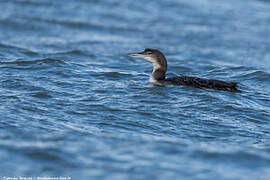 Common Loon