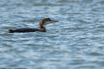 Plongeon imbrin