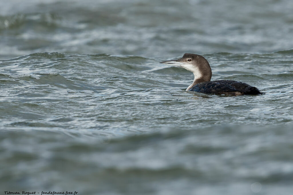 Plongeon imbrin