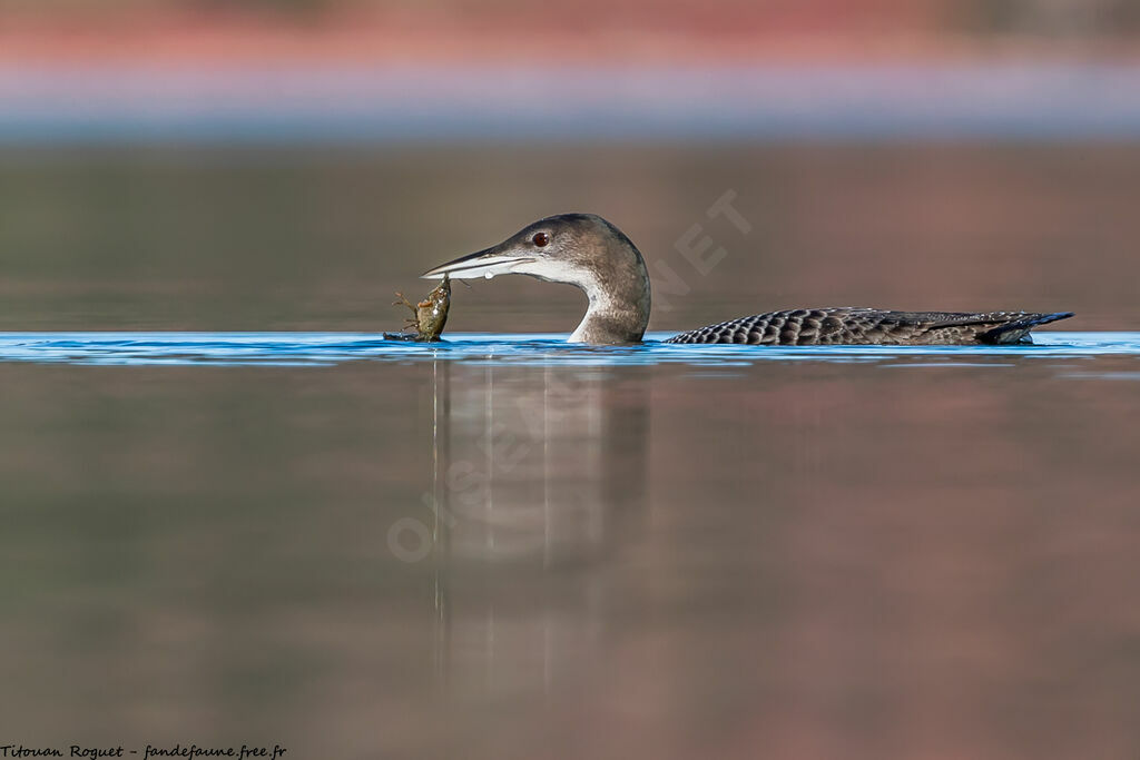 Common Loon