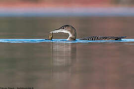 Common Loon