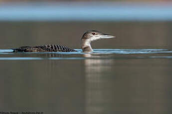 Plongeon imbrin