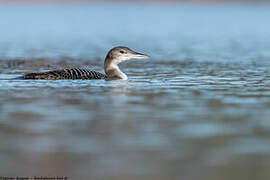 Common Loon