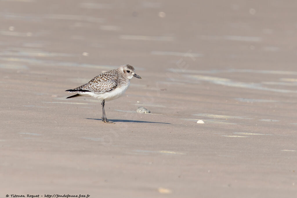 Grey Plover, identification