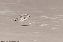 Grey Plover