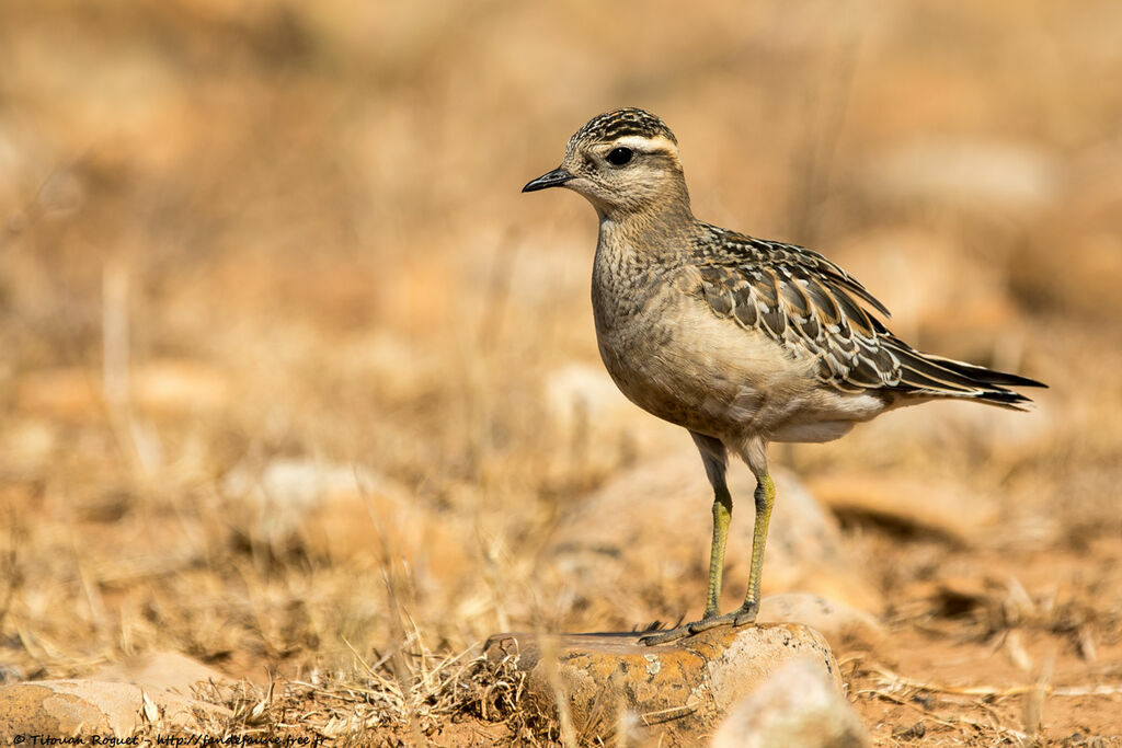 Pluvier guignard1ère année, identification